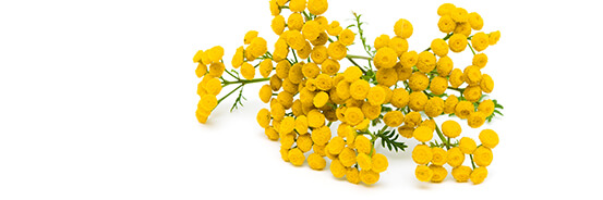 L'huile essentielle de Tanaisie Annuelle